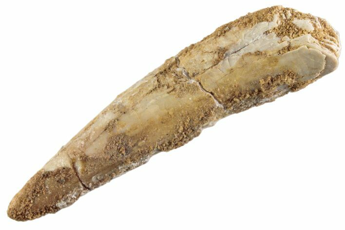 Bargain, Fossil Pterosaur (Siroccopteryx) Tooth - Morocco #360002